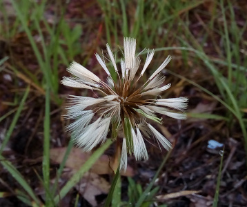 [This spherical seed head is similar to a multitude of very white broom heads with maroon handles all projecting from a center point.]